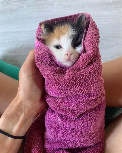 How Vets Deal With Angry Cats They Make Purritos Cat Burritos