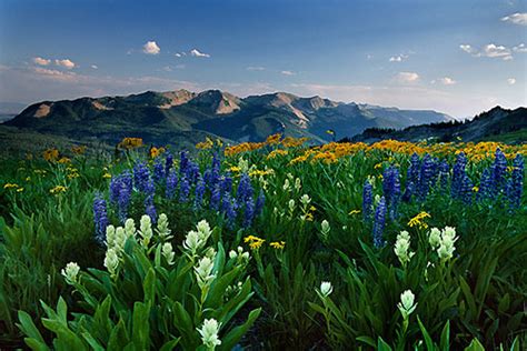 Summit County Wildflower Hikes The Frisco Lodge