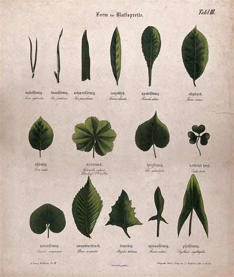 Fifteen Plant Leaves All Of Different Shapes Chromolithograph C