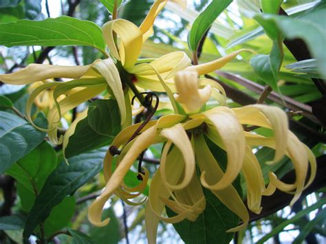 Bunga kamboja ku nanti indah. madisyak.blogspot: KENANGA