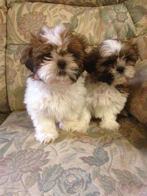 Shih Tzu Puppies For Sale | Orlando, FL #151762 | Petzlover