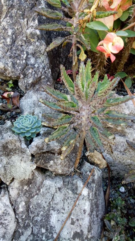 Kalanchoe X Houghtonii Plants Green Nature Succulents