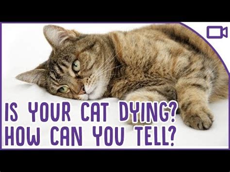 Recognizing the signs a cat is dying of old age can help you make the best choice for your pet. How to Tell If Your Cat Is Dying and What to Do - YouTube