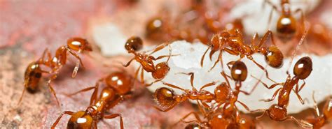 Every potential issue may involve several. Fire Ant Control | Natural State Horticare