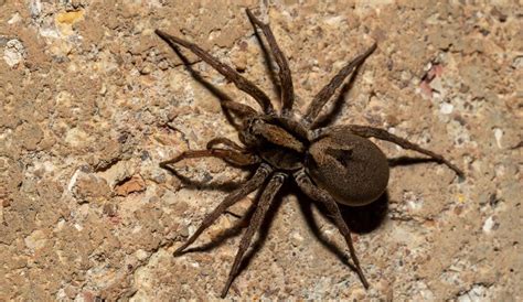 A Helpful Guide To Spiders In North Carolina Learn More