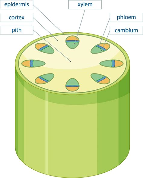 Diagram Of Plant Tissue
