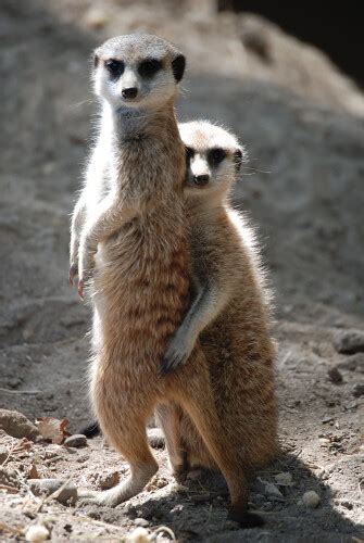 Hugging Meerkats Flickr Photo Sharing
