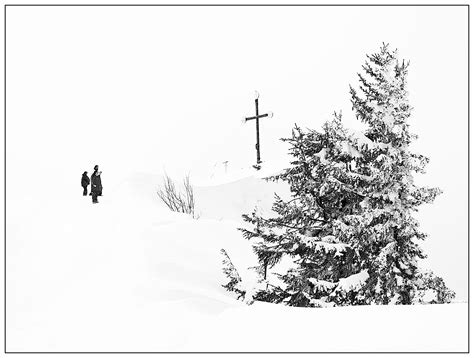 วอลเปเปอร์ ต้นไม้ ดำและขาว ฤดูหนาว ไม้ยืนต้น หิมะ สนครอบครัว