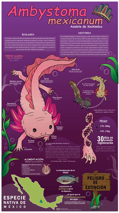 Infografía Axolote De Xochimilco Axolotl Pet Axolotl Axolotl