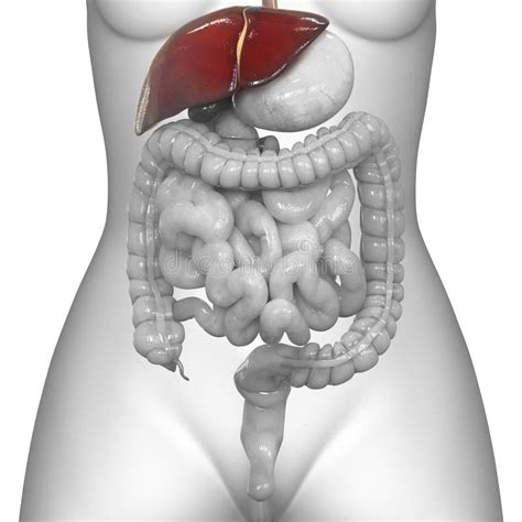 Anatomia Del Fegato Dell Apparato Digerente Degli Organi Del Corpo
