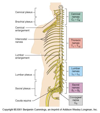 The Peripheral Nervous System Is Responsible For Connecting All Body