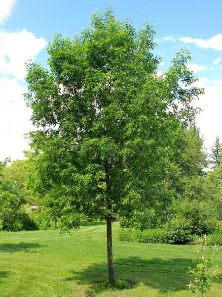 Beautiful Wetland Trees Green Ash For Sale