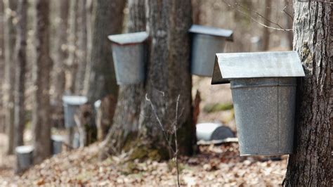 Sap Discovery Could Turn Syrup Making Upside Down New Hampshire