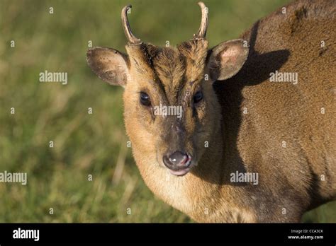 Portrait Of A Single Muntjac Deer Muntiacus Reveesi Stock Photo Alamy