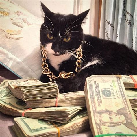 Rich Gangster Cats Money Cat Cute Cat Wallpaper Cats