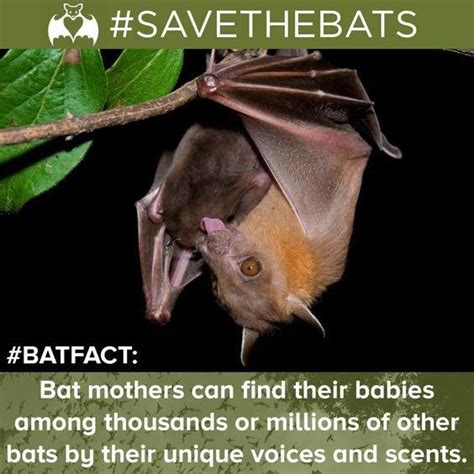 Pin By Kennedy Bommarito On Bats In The Belfry Bat All Bat Bat Facts