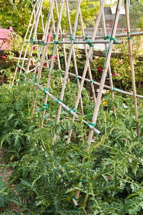34 Best Tomato Support Ideas For Better Yield My Desired Home