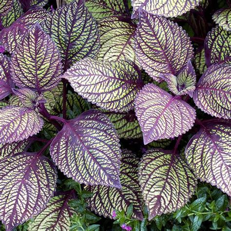 Coleus Sun Loving With Veined Leaf Foliage Plants Plants Purple Plants