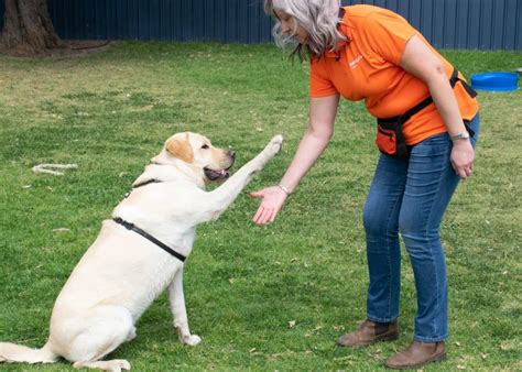 These dogs have a natural ability to control the movement of other, larger animals, whether by nipping at them, barking or circling around them. RSPCA launches new force-free dog training school in Adelaide