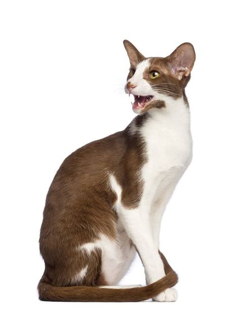 Oriental Bicolor Cat Breed Information And Pictures Petguide Petguide