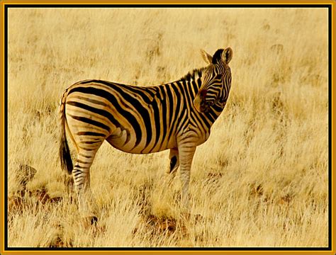 Golden Zebra A Photo From Hardap South Trekearth