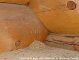 Photos of Termite Damage Dust