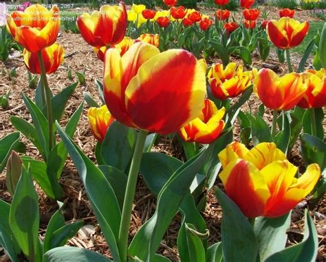 Plantfiles Pictures Triumph Tulip Denmark Tulipa By Nifty413