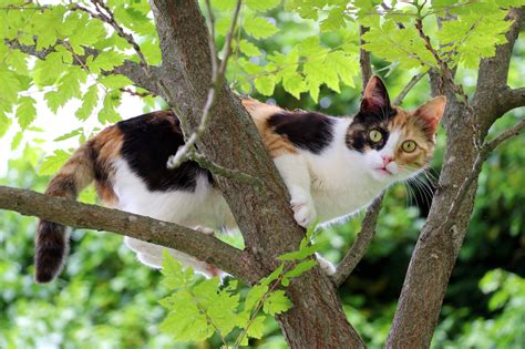 cat behavior why do cats love climbing and high places rock the cat spa