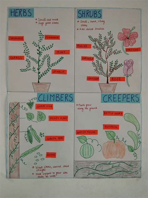 Anchor Chart For Types Of Plants Classroom Chart Planting For Kids