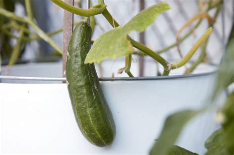 Growing Cucumbers In Container Gardens