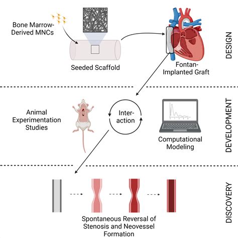 Tissue Engineering Of Vascular Grafts A Case Report From Bench To
