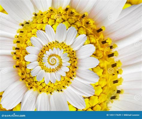 White Yellow Camomile Daisy Cosmos Kosmeya Flower Spiral Abstract