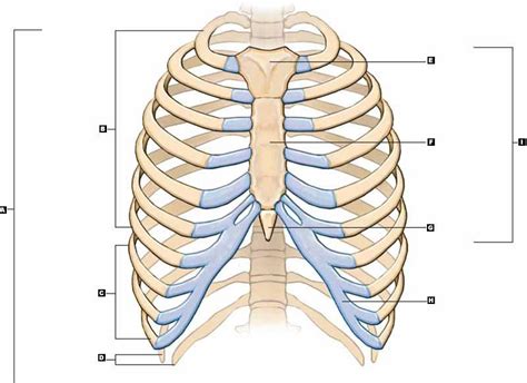 Medical human chest skeletal bone structure model. Rib Cage - StudyBlue