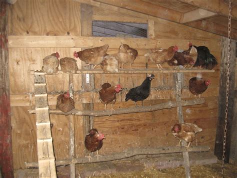 All About Chicken Roosting Ideas For Your Chicken Coop Pollaio Anatre