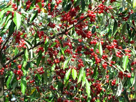 Autumn olive berries, evening primrose, lobelia flowers (not edible). The Joyce Road Neighborhood: September 2014
