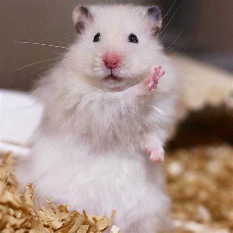 Pin On Cute Hamsters