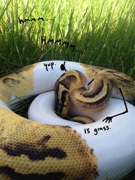 Snake Pics Are Getting A Doodle Makeover And The Results Are Beyond Funny