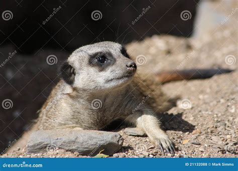 Close Up Of A Meerkat Sentry Stock Photo Image Of Great Europe 21132088