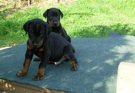 Pure Breed Doberman Puppies For Sale Adoption From South Australia
