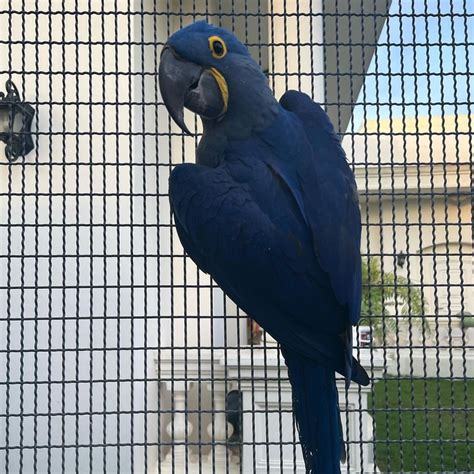 Hyacinth Macaw For Sale Macaw Parrots Aviary