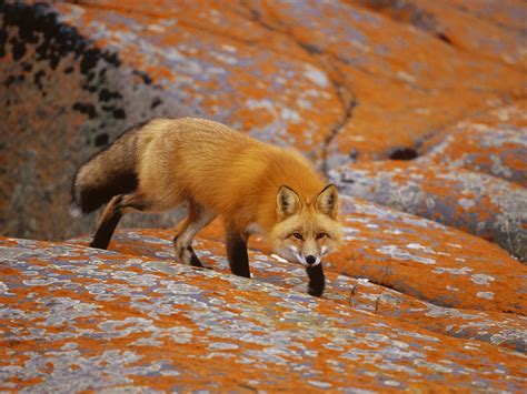44 Fox Wallpaper Animal