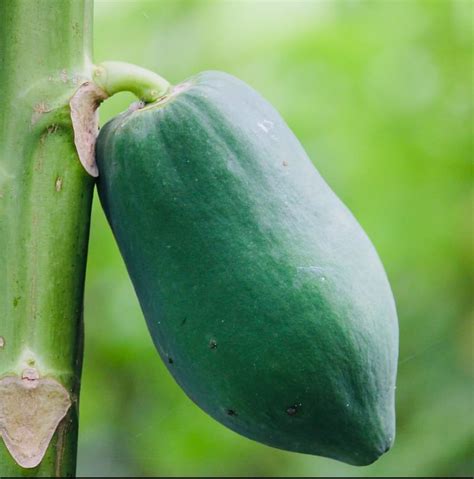 Green Papaya The Miracle Fruit My Healing Journey Gutfixx
