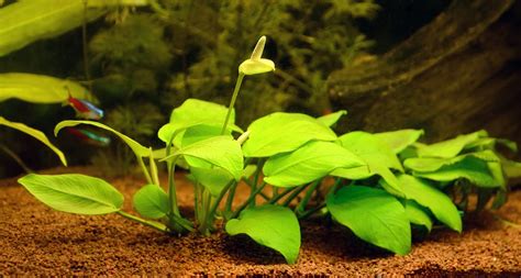 4 Brackish Water Plants For Your Aquarium Bechewy