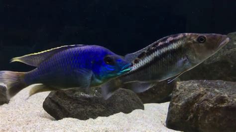 Mylochromis Lateristriga Hai Reef Youtube