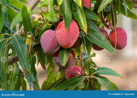 Tropical Mango Tree With Big Ripe Mango Fruits Growing In Orchard On