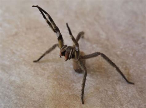 Brazilian Wandering Spider How Deadly Are The Spiders Allegedly Found