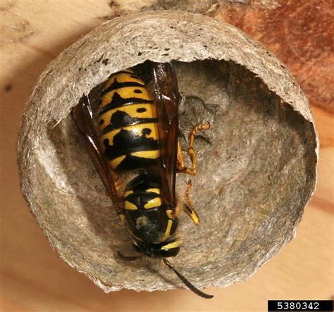 Wasp Nest Removal Destruction Suffolk Pest Control Company