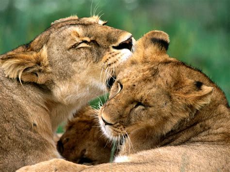 Los leones son los reyes de la selva, una de las criaturas más impresionantes de la naturaleza, de cuerpos poderosos y ágiles como gatos, enormes y de garras afiladas, estos animales se encuentran en la cima de la cadena alimenticia y no podemos negar que son fascinantes. IMAGENES DE LEONES: IMAGEN LEONES EN CELO