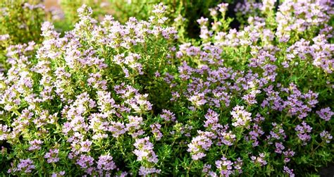 14 Varieties Of Thyme Choose Your Favorite Type For The Garden