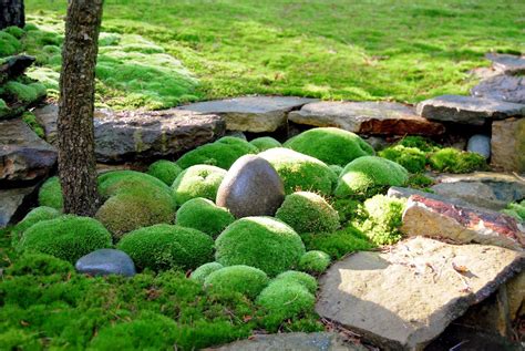 Gathering Moss The New York Times Moss Garden Garden Stones Garden